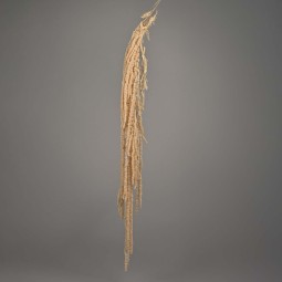 Amaranto stabilizzato - 150 G / Rosa chiaro