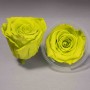 Rose Stabilizzate in vari colori - Confezione 6 pezzi - Verde XL GRE 99