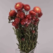Helicrysum essiccato - Rosso