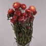 Helicrysum essiccato - Rosso