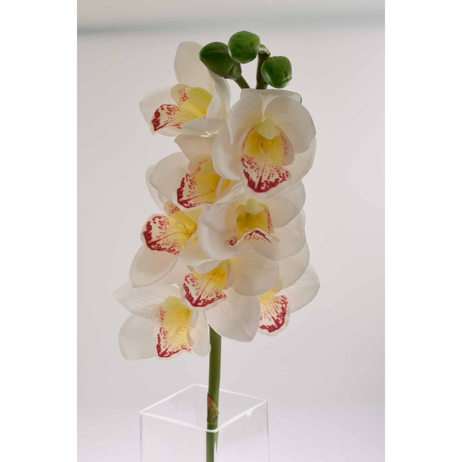 Ramo di Orchidea Cymbidium -Bianco