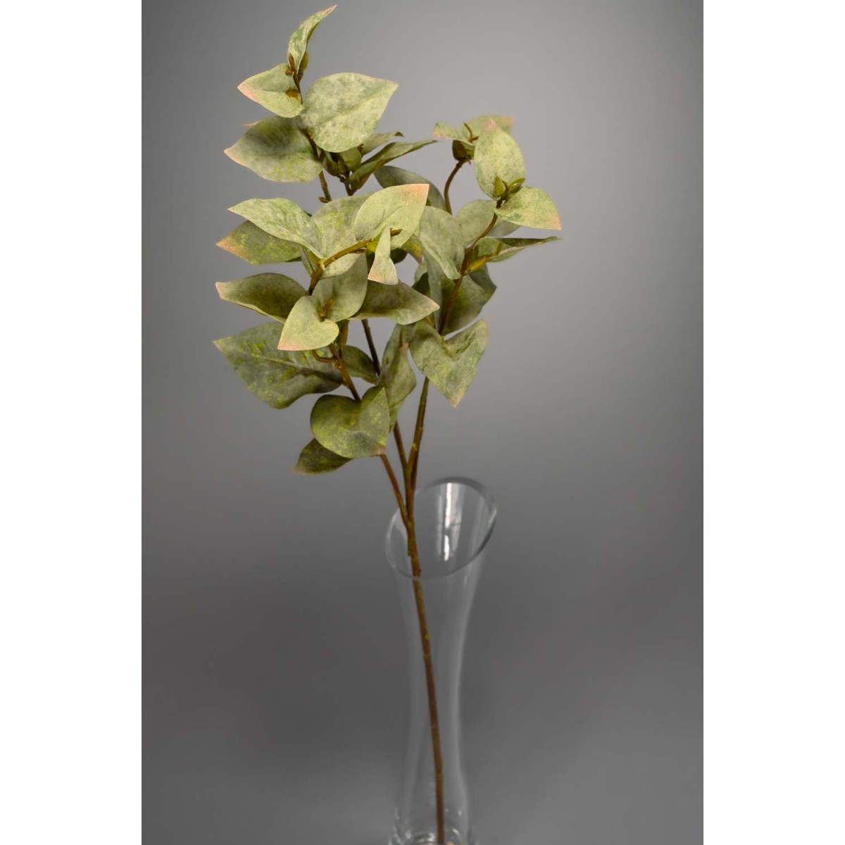 Eucalipto in ramo - 61 Cm / Verde