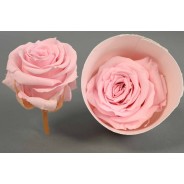 Rosa stabilizzata in vari colori - 18 pezzi - Rosa PIN 04 XS