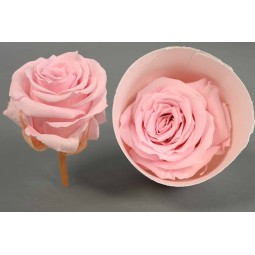 Rosa stabilizzata in vari colori - 18 pezzi - Rosa PIN 04 XS