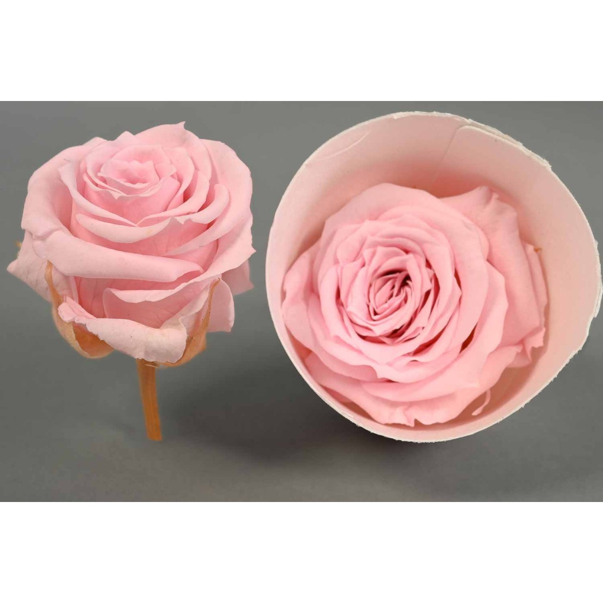 Rosa stabilizzata in vari colori - 18 pezzi - Rosa PIN 04 XS