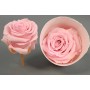 Rosa stabilizzata in vari colori - 18 pezzi - Rosa PIN 04 XS