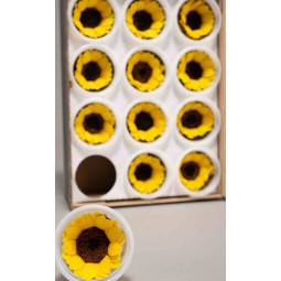 Girasoli stabilizzati 12 PZ - Giallo