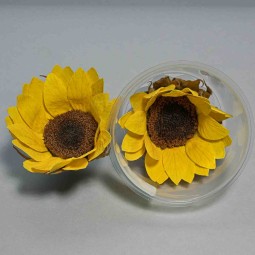 Girasoli stabilizzati 6 PZ - Giallo