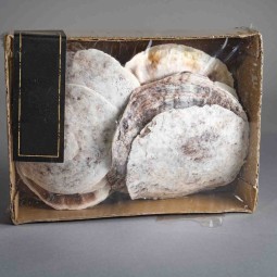 Conchiglie di Placuna Placenta