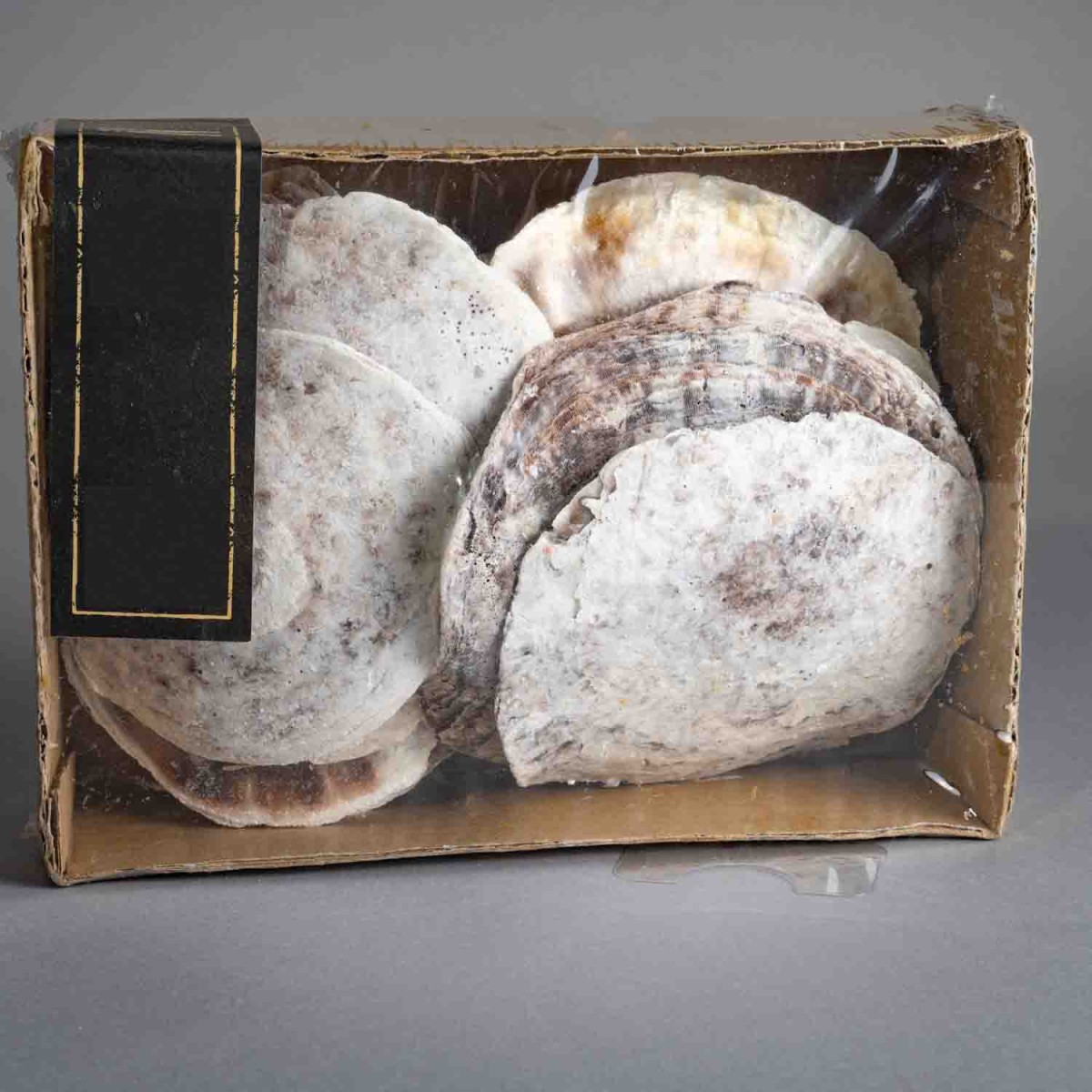 Conchiglie di Placuna Placenta