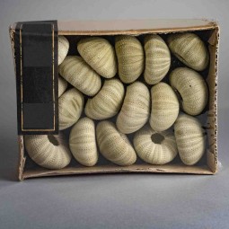 Gusci di Ricci di mare essiccati