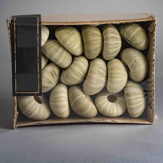 Gusci di Ricci di mare essiccati