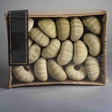 Gusci di Ricci di mare essiccati