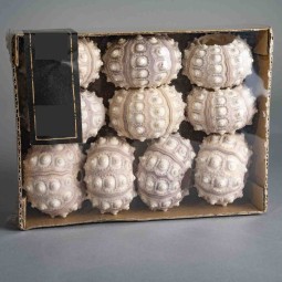 Gusci di Ricci di mare Sputnik