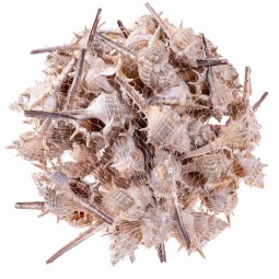 Conchiglie naturali - Busta 500 G