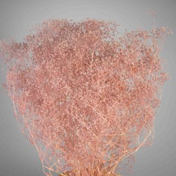 Gipsophila essiccata  50 G - Rosa caldo