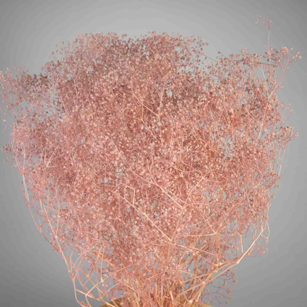 Gipsophila essiccata  50 G - Rosa caldo