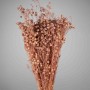 Lino essiccato - 100 G / Rosa caldo