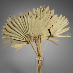 Foglie di Palma "Sole" 10 Pezzi - Naturale