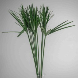 Papiro Stabilizzato - Verde