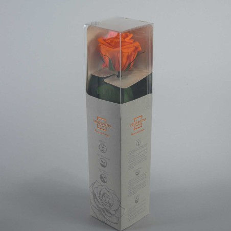 Rosa stabilizzata con stelo - 25 CM - Arancione