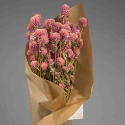 Gomphrena in mazzo - Rosa