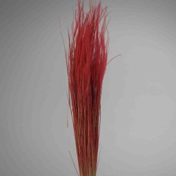 Stipa pennata - 50 G / Rosso