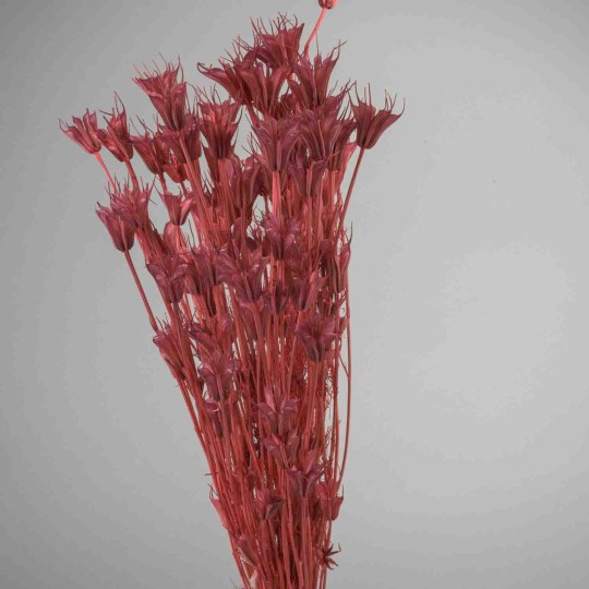 Nigella Orientalis essiccata - 100 G / Rosa caldo
