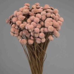 Botao Branco essiccato 100 G - Cipria