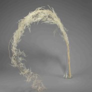 Asparagus plumoso in mazzo - Bianco