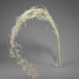 Asparagus plumoso in mazzo - Bianco