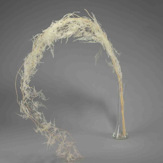 Asparagus plumoso in mazzo - Bianco