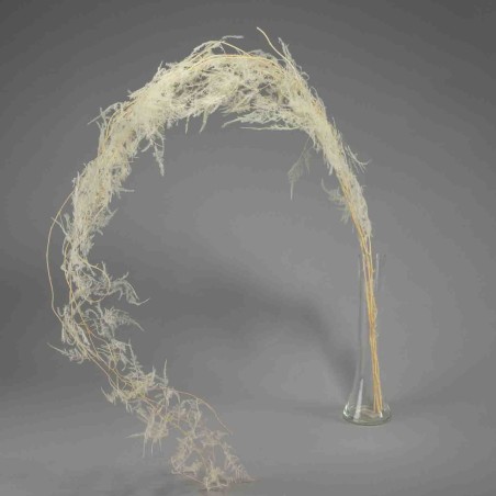 Asparagus plumoso in mazzo - Bianco