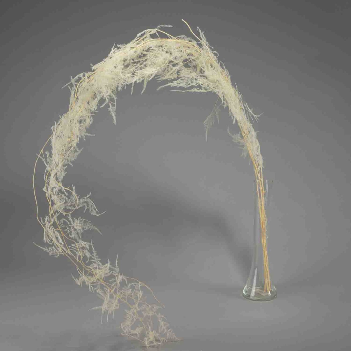 Asparagus plumoso in mazzo - Bianco