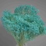 Broom bloom essicato 100 G - Azzurro