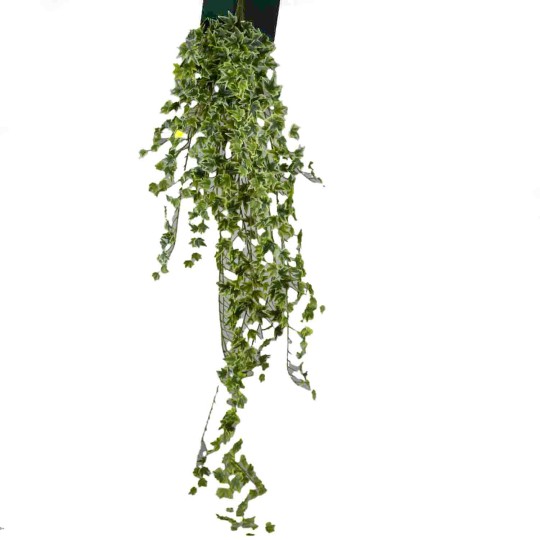 Edera in mazzo - 125 Cm / Variegata