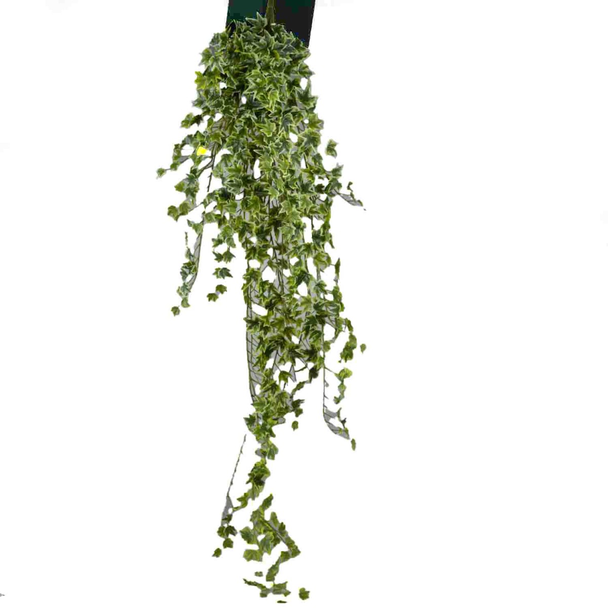 Edera in mazzo - 125 Cm / Variegata