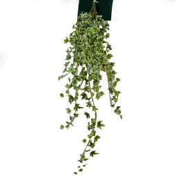 Edera in mazzo - 80 Cm / Variegata