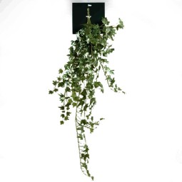 Edera in mazzo - 80 Cm / Verde