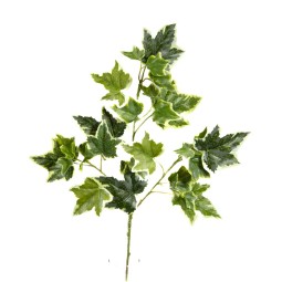 Edera in ramo - 70 Cm / Variegata