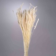 Coda di topo essiccata in sacchetto - 100 G / Bianco