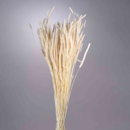 Coda di topo essiccata in sacchetto - 100 G / Bianco