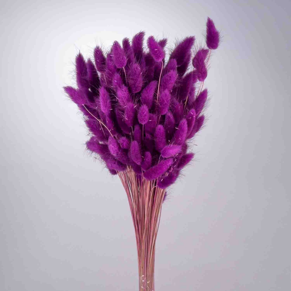 Lagurus essiccato 100 G - Viola chiaro