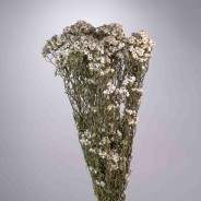 Ixodia extra 5 Pezzi - 70 Cm / Naturale