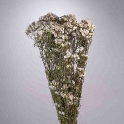 Ixodia extra 5 Pezzi - 70 Cm / Naturale