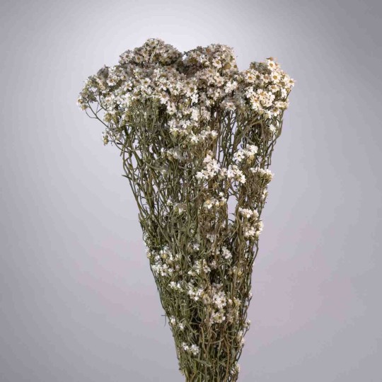 Ixodia extra 5 Pezzi - 70 Cm / Naturale