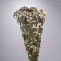 Ixodia extra 5 Pezzi - 70 Cm / Naturale