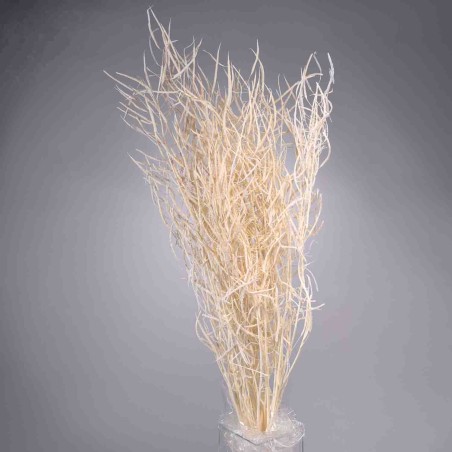 Colza essiccata in mazzo - Bianco