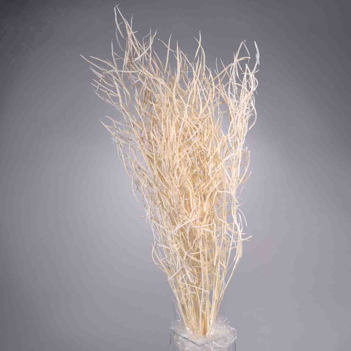 Colza essiccata in mazzo - Bianco