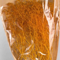 Gipsophila essiccata  50 G - Cognac